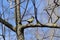 Cute tomtit sitting on a tree branch against a blue sky