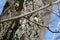 Cute tomtit sitting on a tree branch against a blue sky