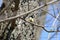 Cute tomtit sitting on a tree branch against a blue sky