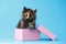 Cute Tortie Kitten Sits in pink Box on Blue background
