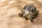 Cute tortoise creeps through shallow sand with copy space design take care of nature eco world