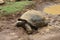 A cute tortoise in mud, Mauritius
