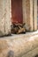 Cute tortoiseshell cat lounging between two pillars.