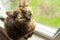 Cute tortoiseshell cat siting on windowsill near window and looking at the camera