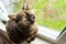 Cute tortoiseshell cat siting on windowsill near window and rest with closed eyes