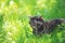 Cute tortoiseshell kitten lying on green grass
