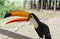 Cute toucan bird