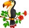 Cute toucan bird cartoon