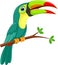 Cute toucan bird cartoon