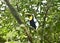 Cute toucan bird sitting among the green leaves of a tree