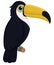 Cute toucan illustration.Bird vector.