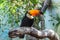 Cute toucan on the tree. Beautiful birds of the world.