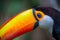 Cute Toucan tropical bird in Brazilian Pantanal with blurred background, Brazil