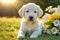 Cute touching puppy asks for forgiveness and gives flowers