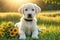 Cute touching puppy asks for forgiveness and gives flowers