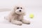 Cute toy poodle resting in a white room with a tennis ball on the floor