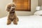 Cute Toy Poodle sitting on bed