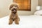 Cute Toy Poodle sitting on bed