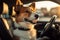 Cute traveler Jack Russell terrier dog enjoying the car journey