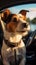 Cute traveler Jack Russell terrier dog enjoying the car journey