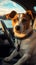 Cute traveler Jack Russell terrier dog enjoying the car journey
