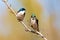 Cute tree swallow birds couple mating close up portrait in spring