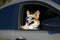 Cute trendy red Corgi dog puppy stuck his snout in sunglasses and headphones out the car window and is quite smiling during the