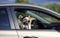 Cute trendy red Corgi dog puppy stuck his snout in sunglasses and headphones out the car window and is quite smiling during the