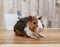 Cute Tri-color Abyssinian guinea pig baby infront of mug