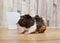 Cute Tri-color Abyssinian guinea pig baby isolated