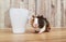 Cute Tri-color Abyssinian guinea pig baby beside mug