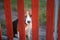 A cute tri-color beagle dog behind red bars of fence door.