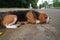 A cute tri-color beagle dog laying down on the empty road