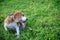 A cute tri-color beagle dog scratching body on green grass outdoor