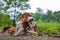 A cute tri-color beagle dog scratching body outdoor on the grass field