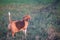A cute tri-color beagle dog standing on the grass field in the farm in evening