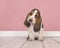 Cute tricolor basset hound puppy sitting looking cute at the ca