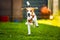 Cute tricolor beagle dog runs toward camera with toy in his mouth