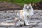 A cute tricolor cat sits on a track and looks at the photographer. Domestic cat outdoors.