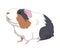 Cute tricolor guinea pig. Adorable pet. Vector illustration