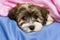 Cute tricolor Havanese puppy dog is lying in a bed