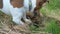 Cute tricolor purebred Jack Russell Terrier digging mouse hole in meadow