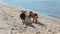 Cute tricolor Welsh Corgi dog walking on the sand beach at summer sunny day. two dogs meeting and sniffing each other