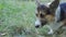 Cute tricolor Welsh Corgi Pembroke dog walking outdoors in grass
