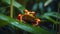 cute tropical red frog