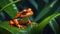 cute tropical red frog nature wildlife