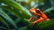 cute tropical red frog nature wildlife amphibian