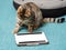 Cute tubby cat looking at a blue tablet screen sitting on a blue color carpet at home. Pet care and entertainment. Internet use