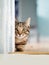 Cute tubby cat looking out behind door frame sitting on a yellow wooden flor. Selective focus