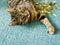 Cute tubby cat playing with glitter decorations in a room. Selective focus. Play time for pet